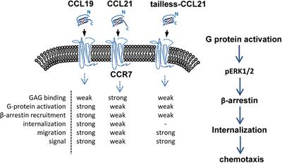 CCL19 and CCR7 Expression, Signaling Pathways, and Adjuvant Functions in Viral Infection and Prevention